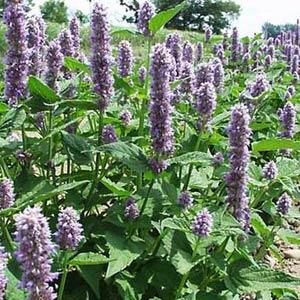 Agastache Other Honeybee Blue - Garden