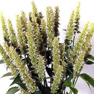 Agastache Honeybee White - Bloom