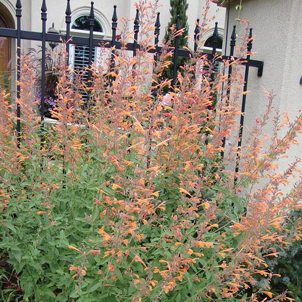 Agastache aurantiaca Coronado - Bloom
