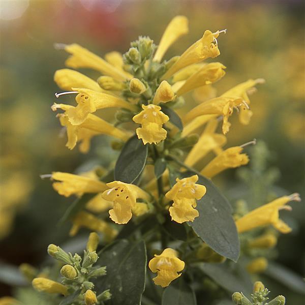 Agastache aurantiaca Sunset Yellow - Bloom