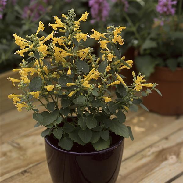 Agastache aurantiaca Other Sunset Yellow - Container