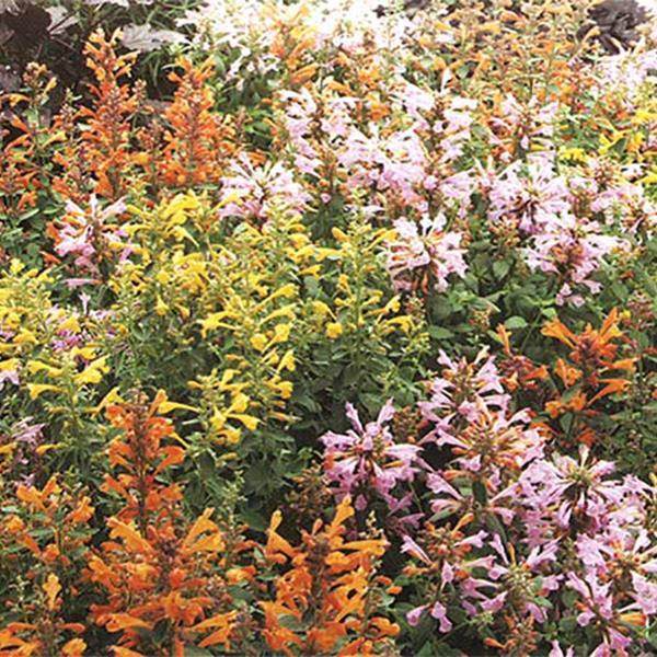 Agastache Arizona Mix - Bloom