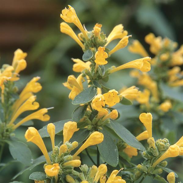 Agastache Arizona Sun - Bloom