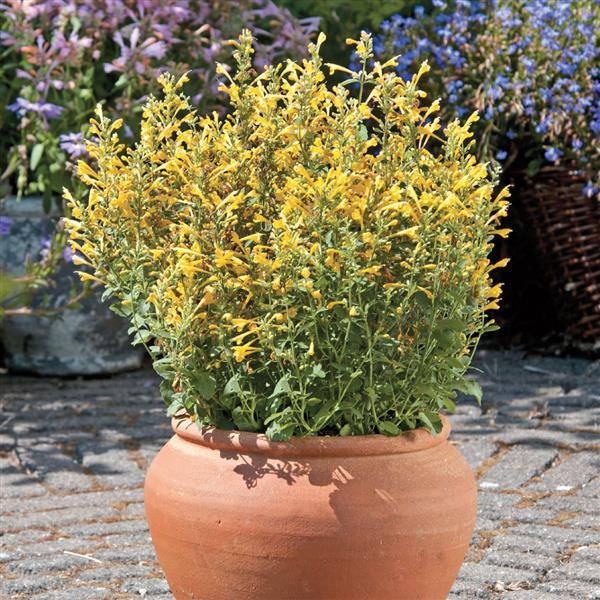 Agastache Arizona Sun - Container