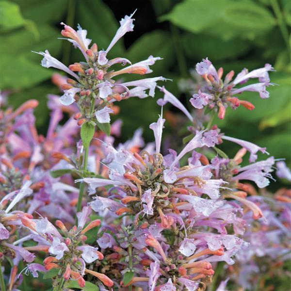 Agastache Arizona Sunset - Bloom
