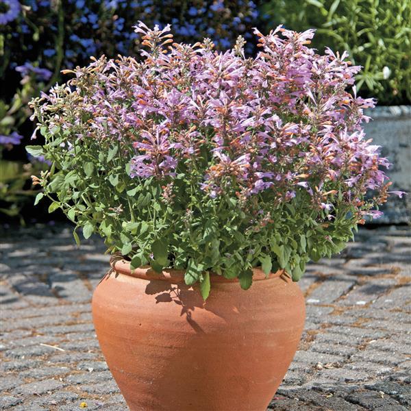 Agastache Arizona Sunset - Container