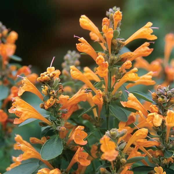 Agastache Arizona Sandstone - Bloom