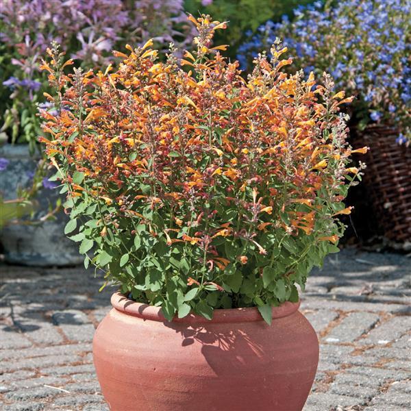 Agastache Arizona Sandstone - Container