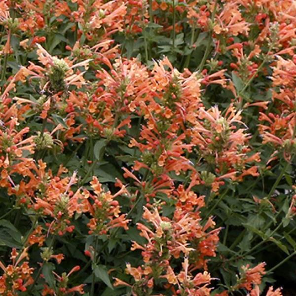 Agastache Poquito Orange - Bloom