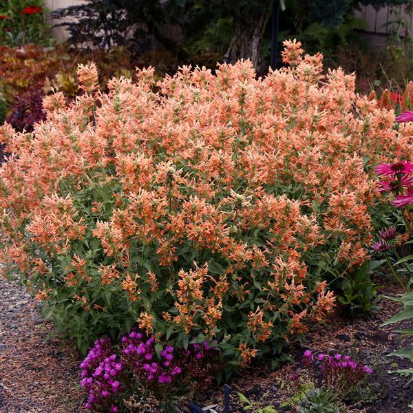 Agastache Poquito Orange - Garden