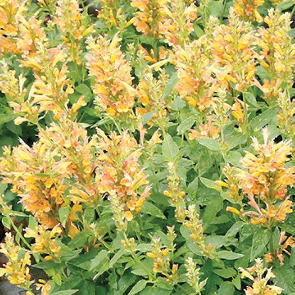 Agastache Poquito Butter Yellow - Bloom
