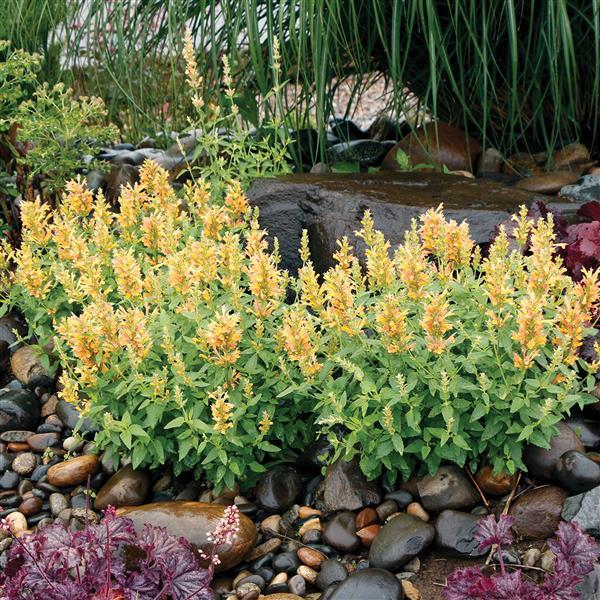 Agastache Poquito Butter Yellow - Garden
