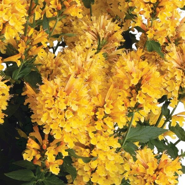 Agastache Honeysticks Gold - Bloom