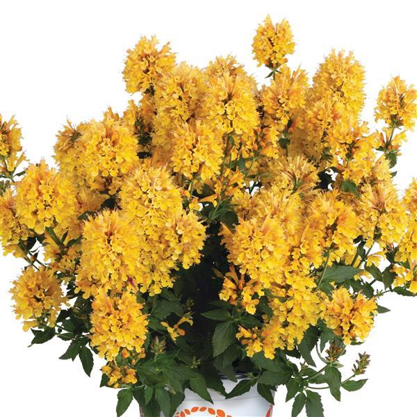 Agastache Honeysticks Gold - Container