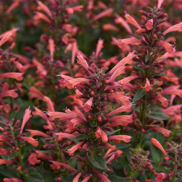 PLANT NAME Bloom