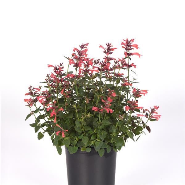 PLANT NAME Container
