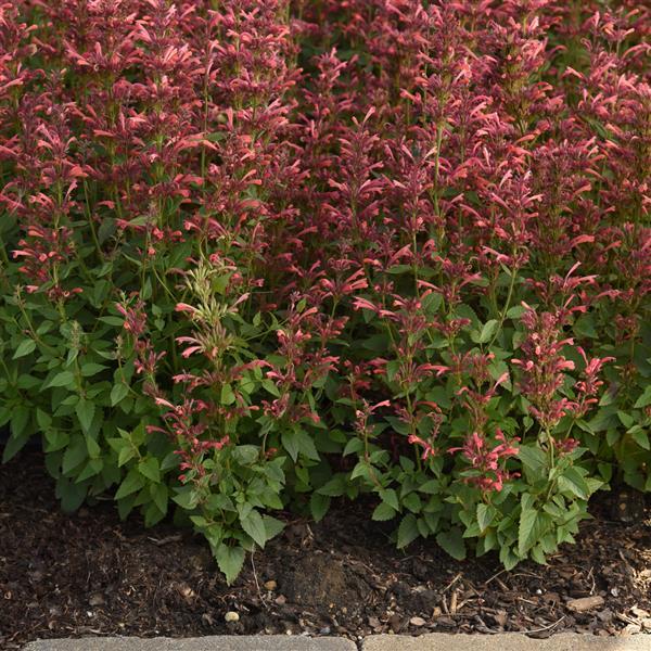 PLANT NAME Landscape