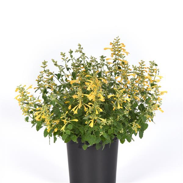 PLANT NAME Container