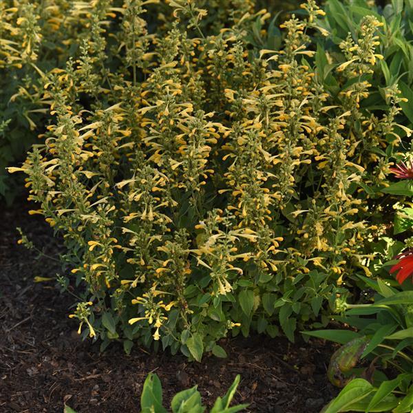 PLANT NAME Landscape