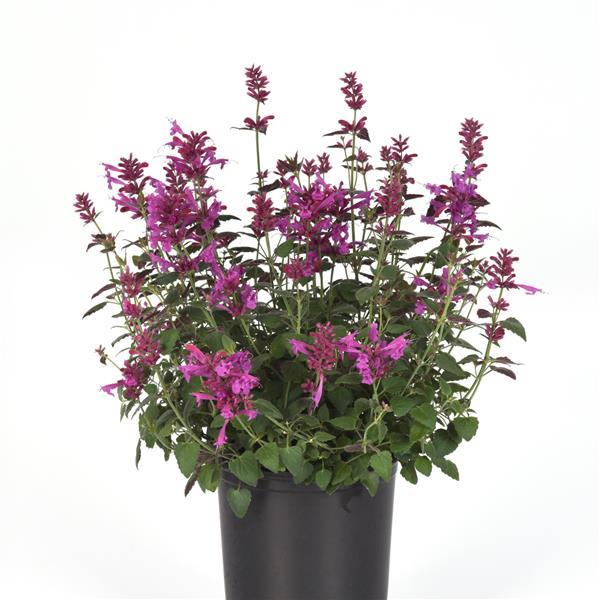 PLANT NAME Container