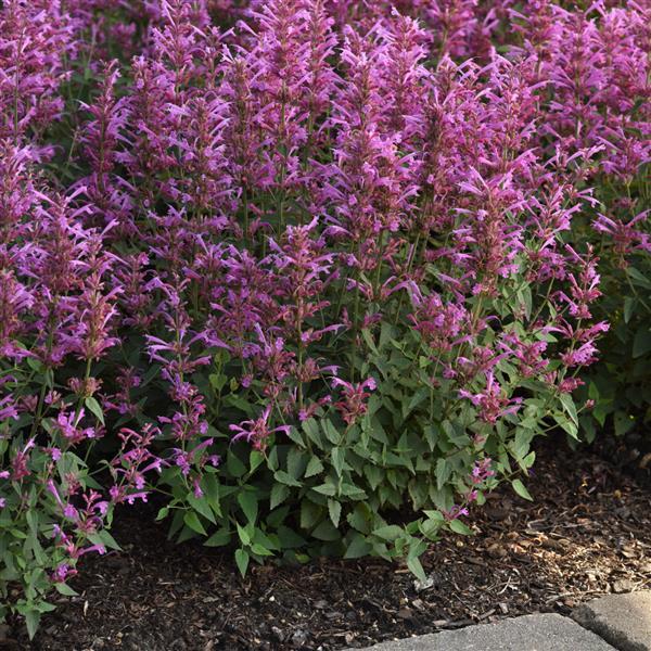 PLANT NAME Landscape