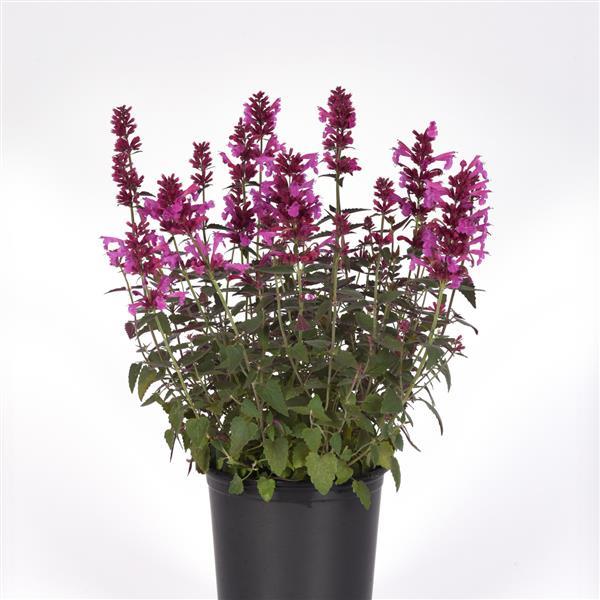 PLANT NAME Container