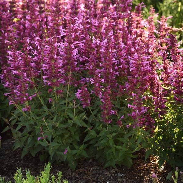 PLANT NAME Landscape