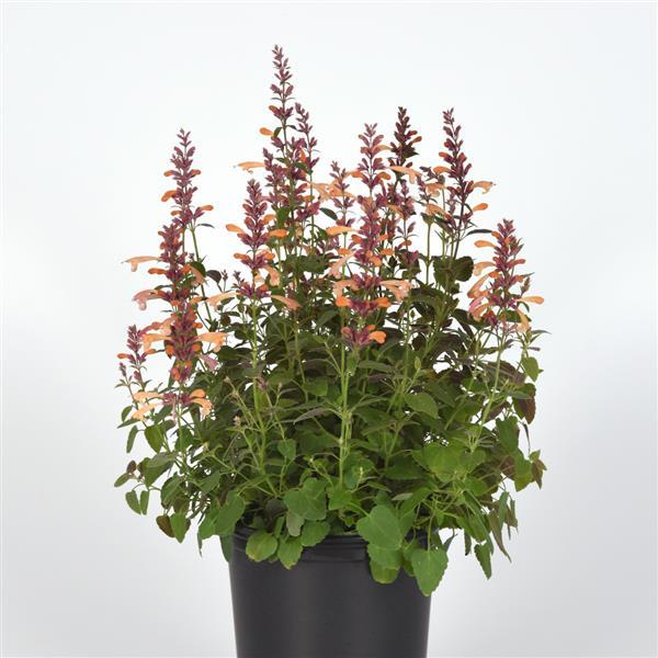 PLANT NAME Container