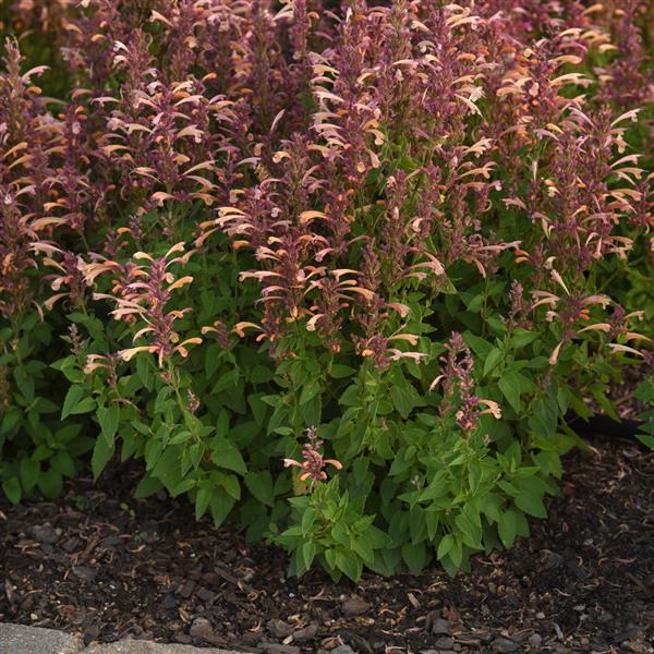 PLANT NAME Landscape