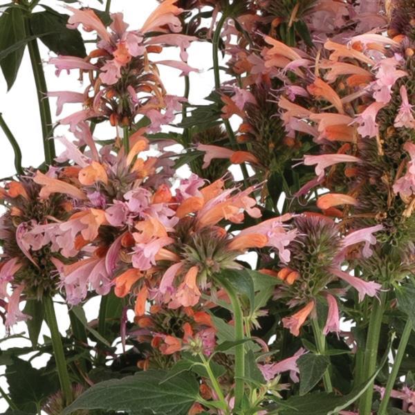 Agastache FlutterFriendly Orange - Bloom
