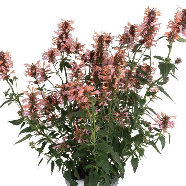 Agastache FlutterFriendly Orange - Container