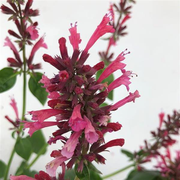 Agastache FlutterFriendly Red - Bloom