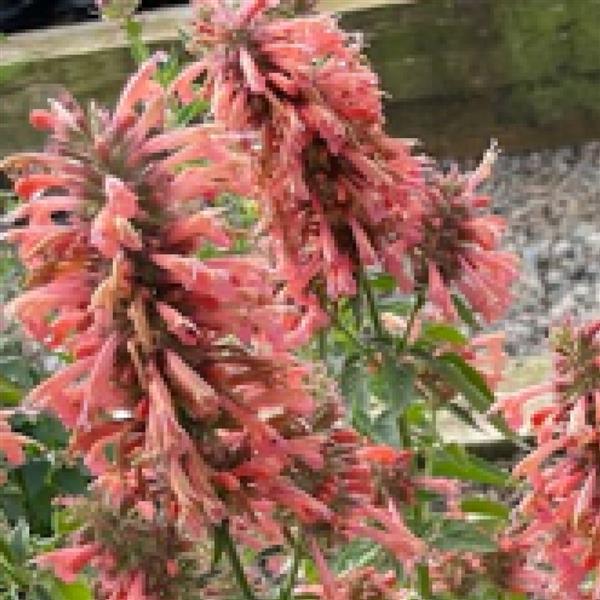 Agastache FlutterFriendly Salmon - Bloom