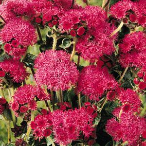 Ageratum Red Sea - Bloom