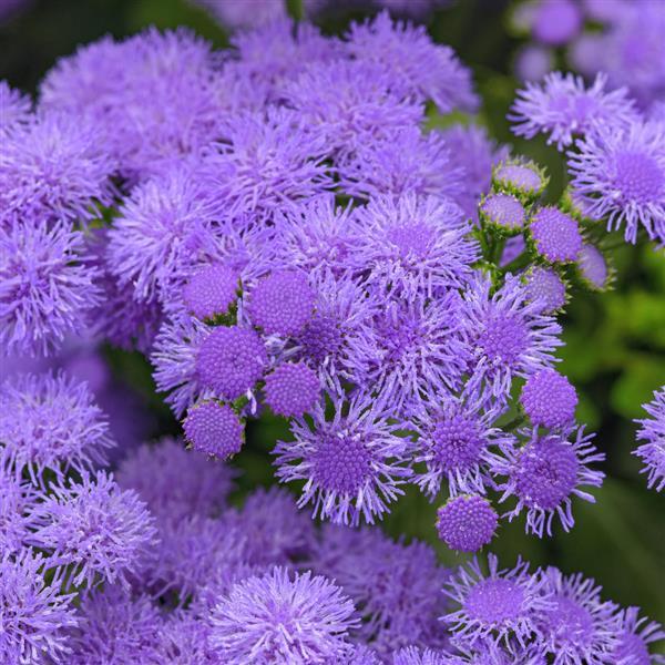 Ageratum Monarch Magic™ - Bloom