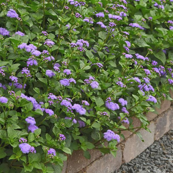 Ageratum Other Monarch Magic - Commercial Landscape 1