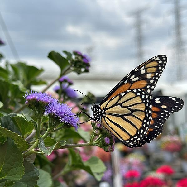Ageratum Other Monarch Magic - Commercial Landscape 2