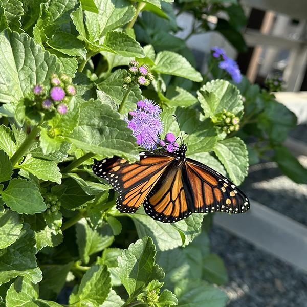Ageratum Other Monarch Magic - Commercial Landscape 3