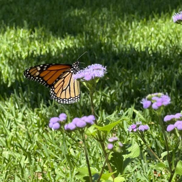 Ageratum Other Monarch Magic - Commercial Landscape 4