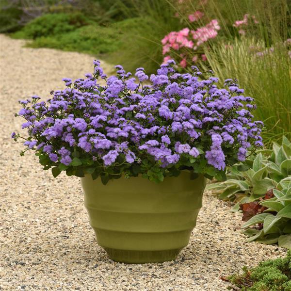 Ageratum Other Monarch Magic - Container