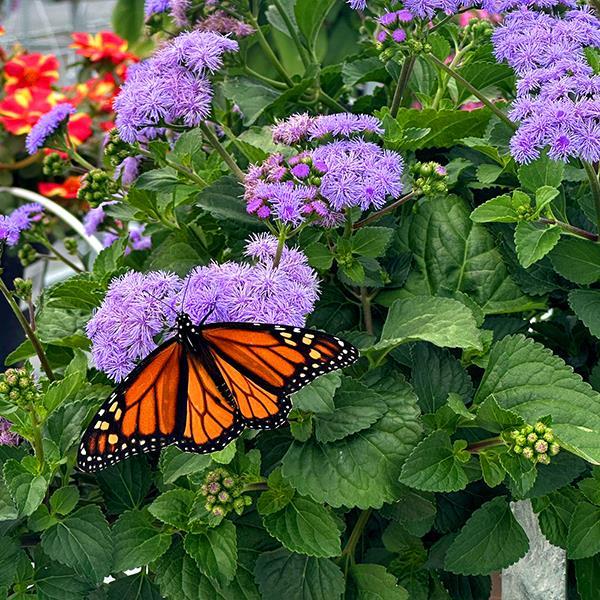 Ageratum Other Monarch Magic - Displays