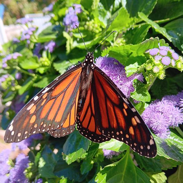Ageratum Other Monarch Magic