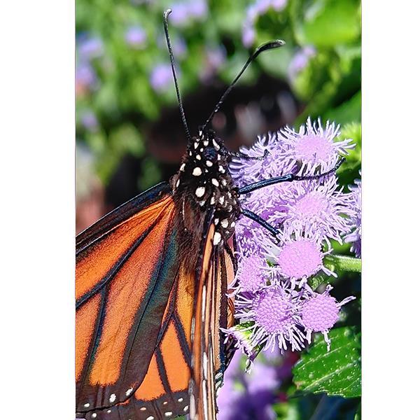 Ageratum Other Monarch Magic - Greenhouse