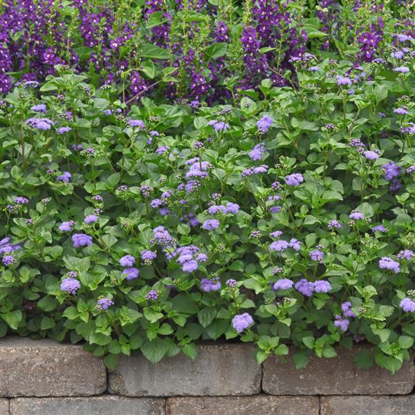 Ageratum Other Monarch Magic - Landscape