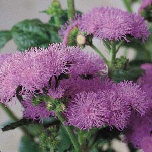 Ageratum Horizon Blue - Bloom