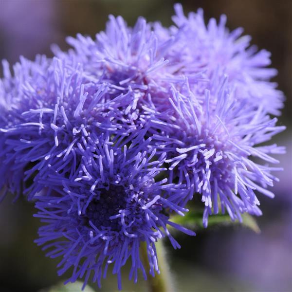 Ageratum High Tide Blue - Bloom