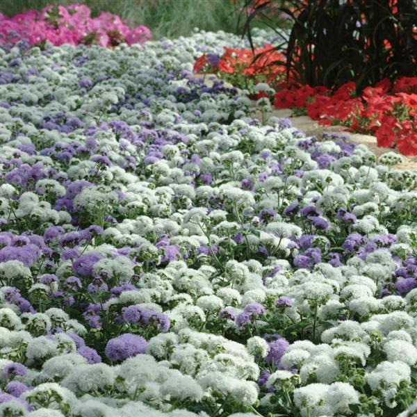 Ageratum High Tide Blue - Commercial Landscape 1