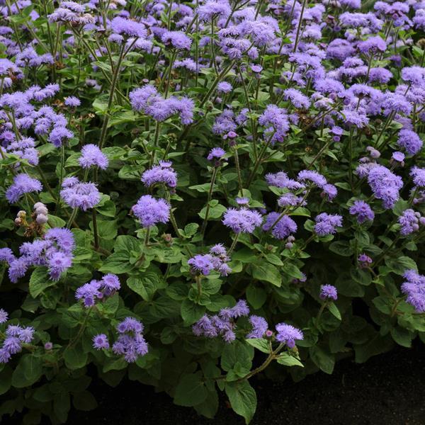 Ageratum High Tide Blue - Landscape
