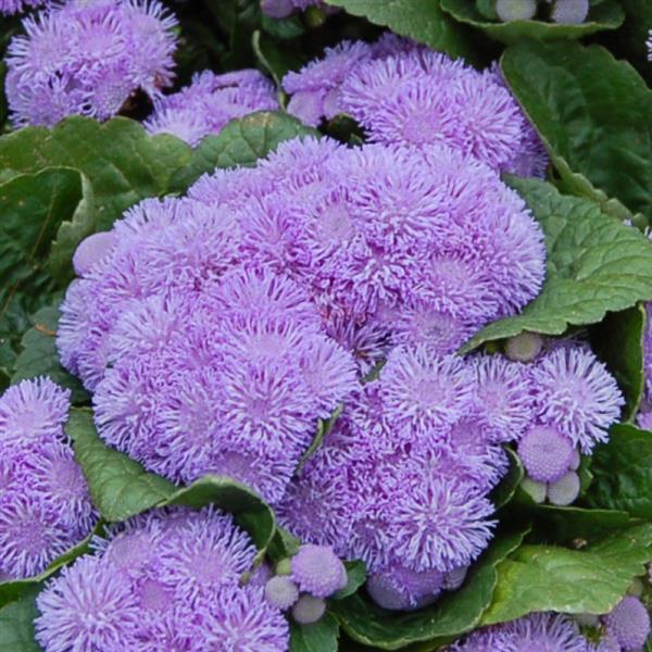 Ageratum Aloha Blue - Bloom
