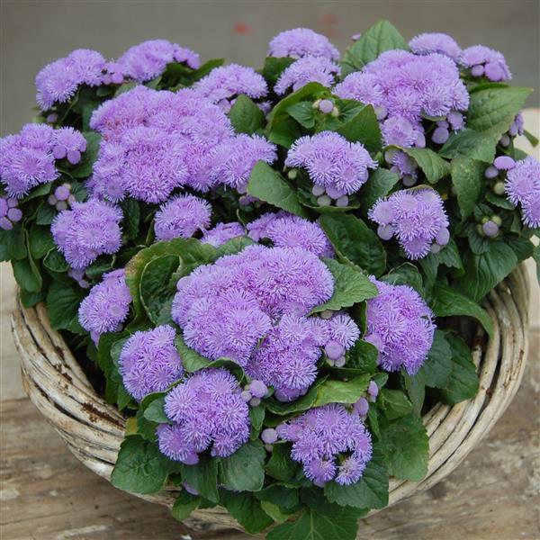 Ageratum Aloha Blue - Container